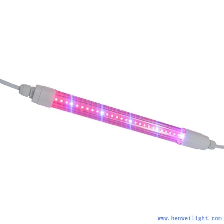 Růst světla Kelvin a Lumeny
