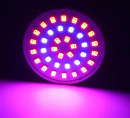 UV IR červená modrá pro květinovou rostlinu